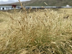 Deschampsia antarctica