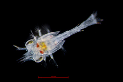 Pagurus granosimanus