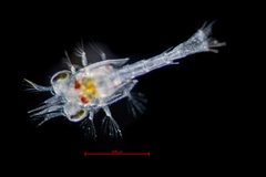 Pagurus granosimanus