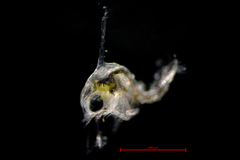 Telmessus cheiragonus