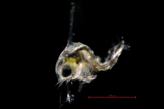 Telmessus cheiragonus