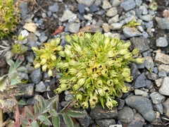 Colobanthus quitensis