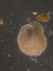 Cibicidoides dispars