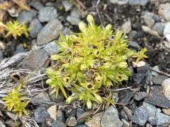 Colobanthus quitensis