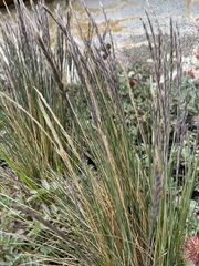 Festuca contracta