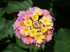 Lantana × strigocamara