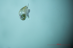 Crepipatella lingulata