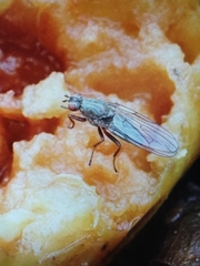 Diptera
