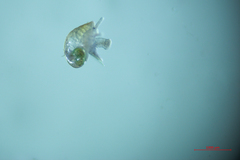 Crepipatella lingulata