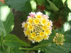 Lantana × strigocamara