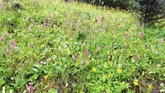 Castilleja parviflora oreopola