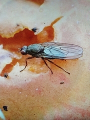 Diptera