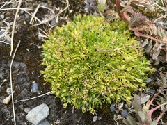 Colobanthus quitensis