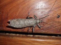 Cymatomera denticollis