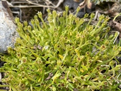 Colobanthus quitensis