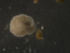 Cibicidoides dispars