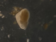 Cibicidoides dispars