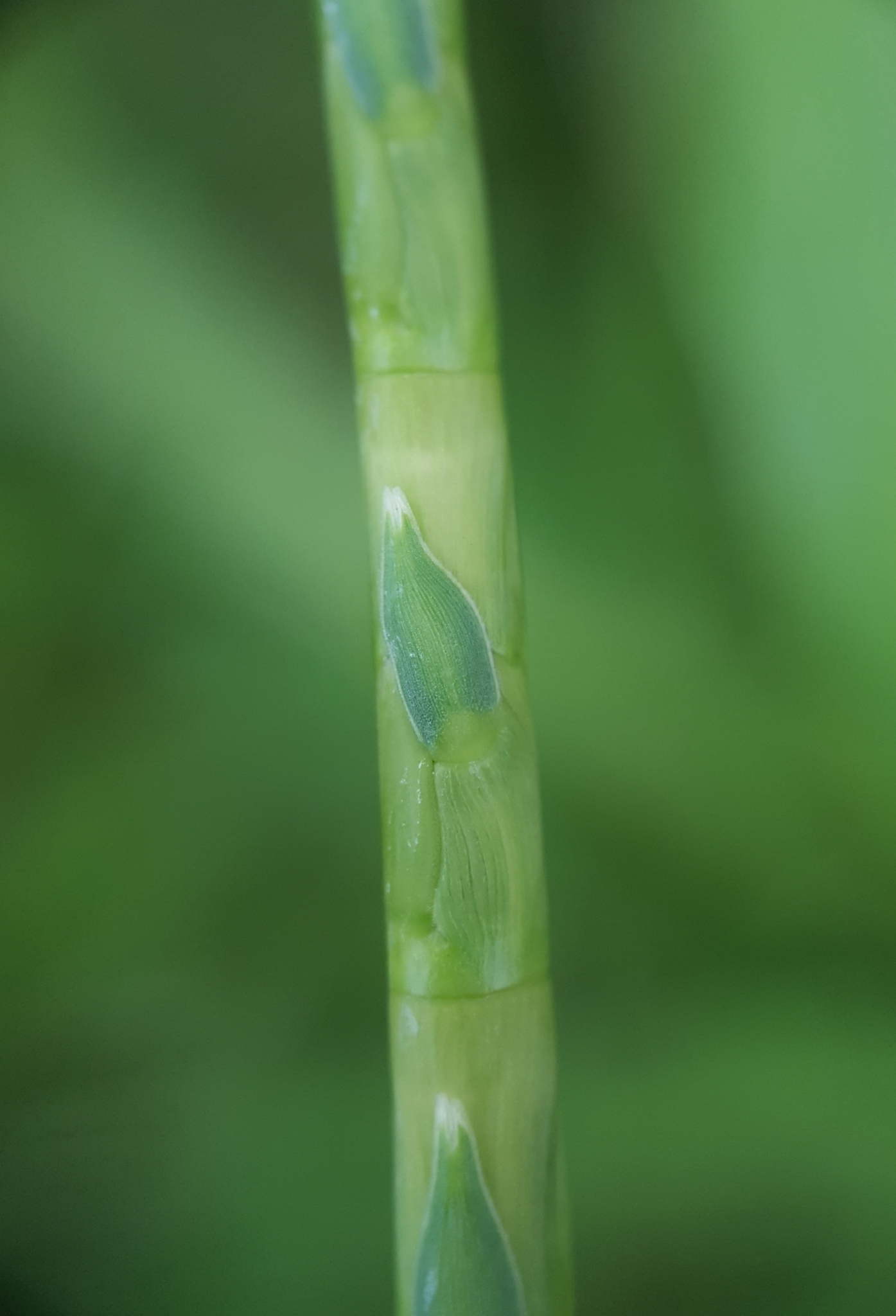 (c) François Rousseu, certains droits réservés (CC BY-NC) https://www.inaturalist.org/observations/104877342