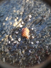 Littorina saxatilis