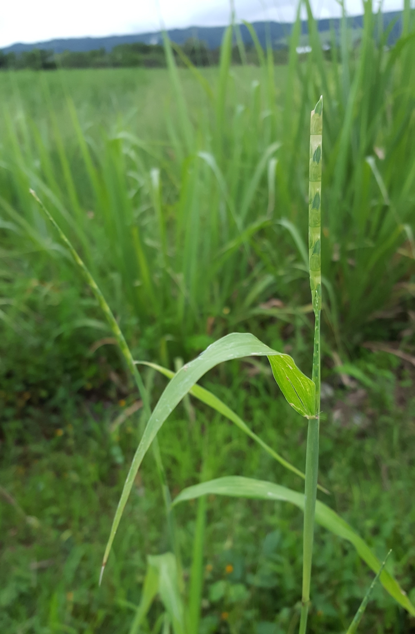 (c) François Rousseu, certains droits réservés (CC BY-NC) https://www.inaturalist.org/observations/104877342