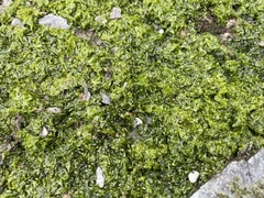 Prasiola crispa