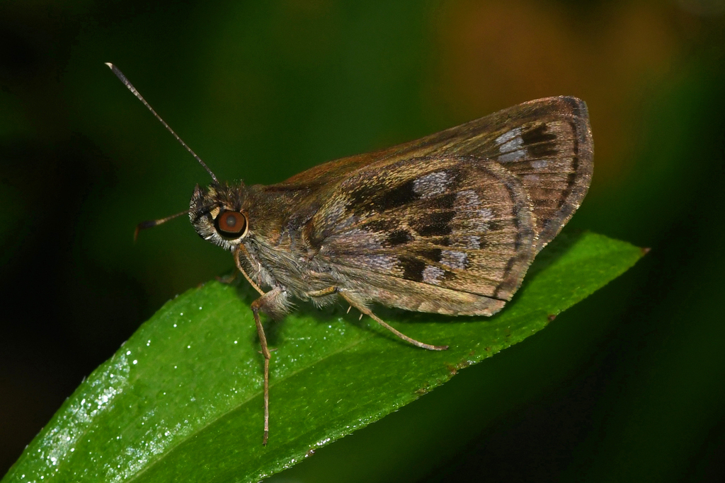 Cymaenes uruba