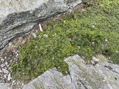 Prasiola crispa