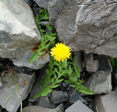 Taraxacum zealandicum