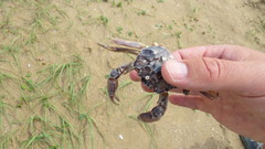 Cyrtograpsus angulatus