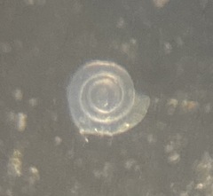 Cornuspira involvens