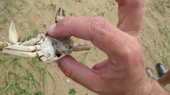 Cyrtograpsus angulatus