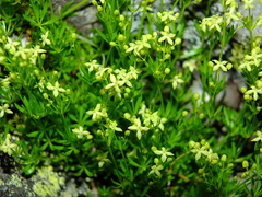 Galium tendae