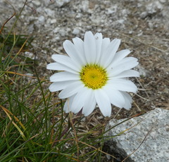 Leucanthemopsis