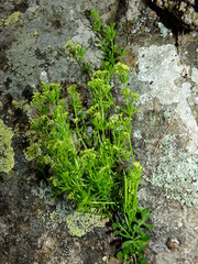 Galium tendae