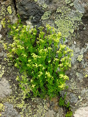 Galium tendae