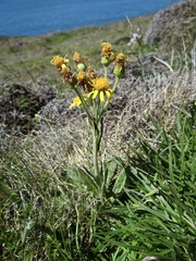 Tephroseris integrifolia maritima