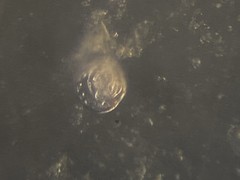 Patellina corrugata