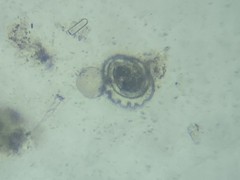 Patellina corrugata