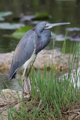 Egretta tricolor image