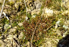 Pterygoneurum ovatum