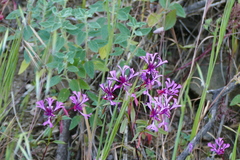 Clarkia concinna