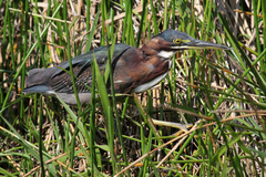 Butorides virescens image