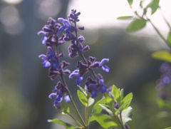 Salvia humboltiana
