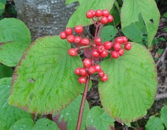 Viburnum lantanoides