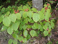 Viburnum lantanoides