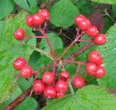 Viburnum lantanoides