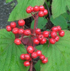 Viburnum lantanoides