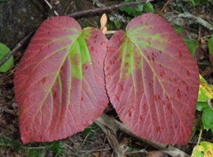 Viburnum lantanoides