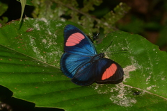 Batesia hypochlora