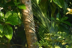Melanerpes radiolatus